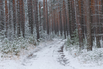 Śnieżna zima w sosnowym lesie. © boguslavus