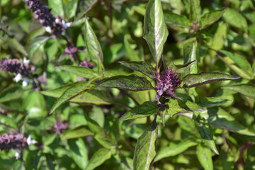 Basil plant in the garden. Blooming herbal plant. Purple leaf basil plant. Fresh green leaves of thai basil. Italian cuisine herb.