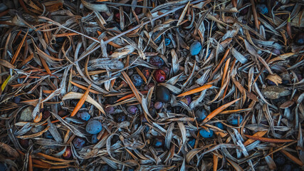 Fotografia texturizada de suelo con hojas y aceitunas maduras del olivo