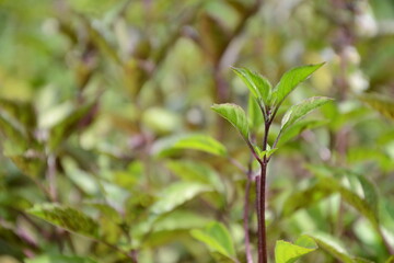 Basil plant in the garden. Blooming herbal plant. Purple leaf basil plant. Fresh green leaves of thai basil. Italian cuisine herb.