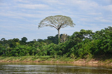A giant ceiba (kapok) tree along the Tambopata River, Peruvian Amazon