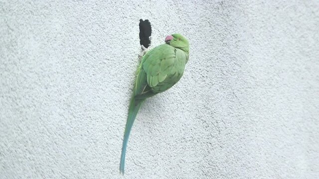 these wild parrots in cologne city are pretty uncommon to see its not usual to see green exotic birds flying through the streets. They now use house walls to nest.