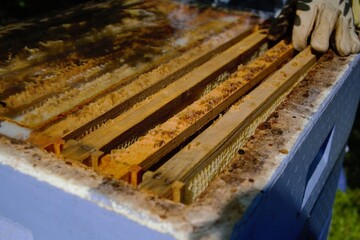 Open beehive with the top pf the frames visible