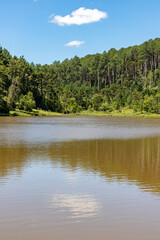 Lake and forest