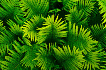 Green fern plant leaf nature texture pattern