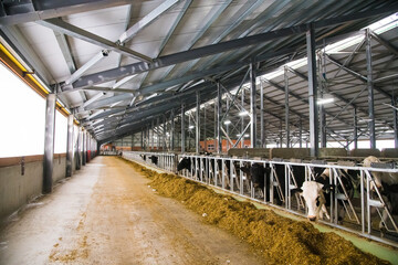 Cows on the farm in winter. Dairy cows