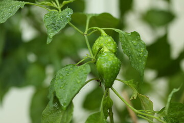 Live green chilly with water drops 