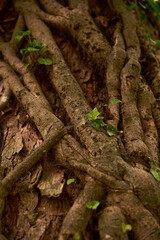 Obraz premium Baum mit Efeu umschlungen