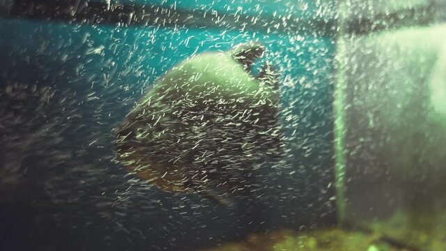 Old prianha without theeth in aquarium