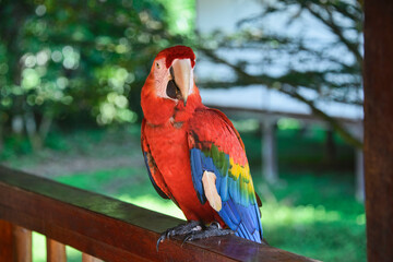 Scarlet macaw at the Tambopata Research Center, Peruvian Amazon