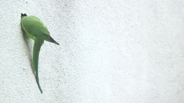 these wild parrots in cologne city are pretty uncommon to see its not usual to see green exotic birds flying through the streets. They now use house walls to nest.