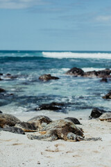 Turtles resting on the beach