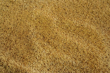 Organic Paddy rice, Paddy rice in fresh market.