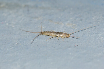 Silverfish (Lepisma saccharinum) is a species of small, primitive, wingless insect in the order Zygentoma.
