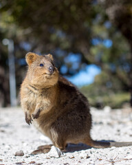 Fototapeta premium A smiling Quokka