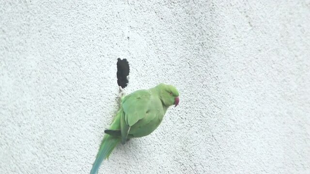 these wild parrots in cologne city are pretty uncommon to see its not usual to see green exotic birds flying through the streets. They now use house walls to nest.