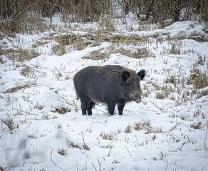 Wildschwein im Schnee am Waldrand