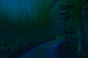 dark forest in the fog, forest in the fog, dark night 
