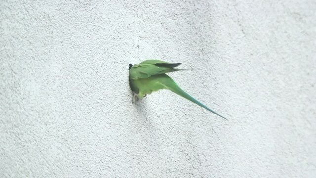 these wild parrots in cologne city are pretty uncommon to see its not usual to see green exotic birds flying through the streets. They now use house walls to nest.