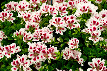 Flowering Pelargoniums 'Askam Fringed Aztec' in close up