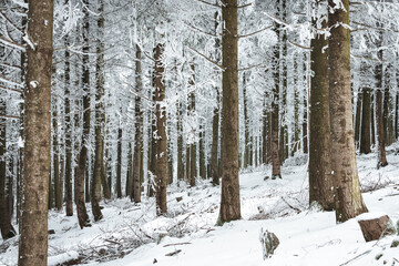 Forêt sous la neige