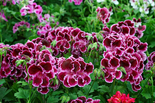 Flowering Pelargoniums 'Margaret Soley' in. close up