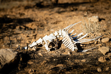 Sun-bleached bones of an animal in the dry ground of Vermillion Cliffs National Monument, Arizona