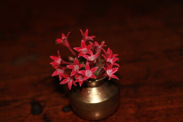 Red flower in Tiny metal Vase. Perfect background for seasons greetings. Macro of tiny vase and flower.