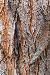 vertical bark tree texture, taken in flat light conditions.