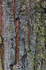 vertical bark tree texture, taken in flat light conditions.