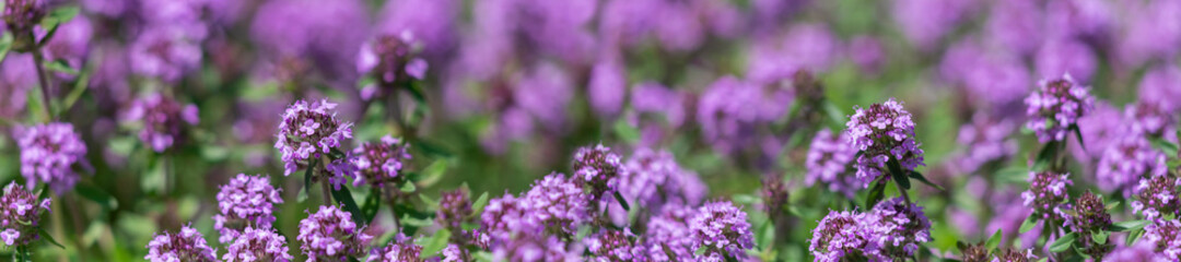 Panorama field of blooming pink thyme