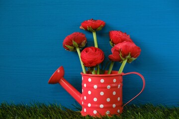  ranunculus flowers. Red buttercups bouquet. Floriculture and horticulture concept. Red ranunculus in a red decorative watering can on the grass on a dark blue background.works in the flower garden