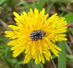 bee on flower