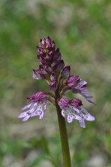 Orchis pourpre
