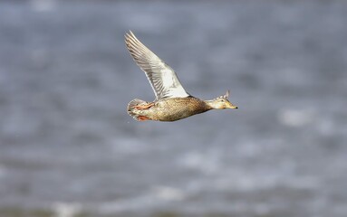 At the end of 2020 shoot from wildlife center 