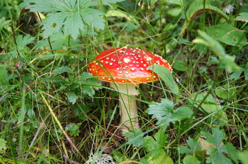 fly agaric mushroom