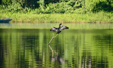Fototapeta na wymiar Neotropic cormorant sunning itself on Lake Chimbadas, Tambopata River Reserve, Peruvian Amazon