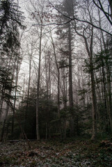 Fototapeta premium Beautiful fairy forest. Winter weather.