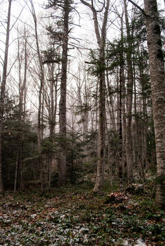 Beautiful fairy forest. Winter weather. © vladorlov