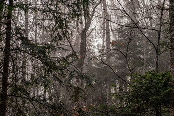 Beautiful fairy forest. Winter weather.
