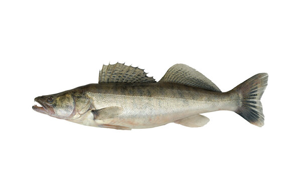 Zander or pike perch (Lucioperca lucioperca) is larger cousin of american walleye. Photo of a fish on a white background.