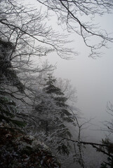 Beautiful fairy forest. Winter weather.