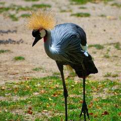 Crowned Crane