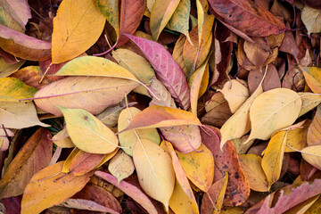 Autumn, colorful foliage background