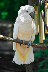 Salmon-Crested Cackatoo