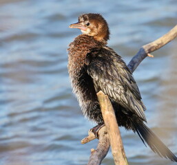 Pygmy Cormorant on branch, Phalacrocorax pygmaeus