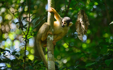 Squirrel monkey in the jungle in the Tambopata Reserve, Peruvian Amazon