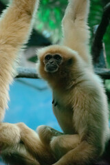 Gibbon
