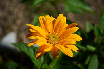 Heliopsis helianthoides, sunflower-like composite flowerheads