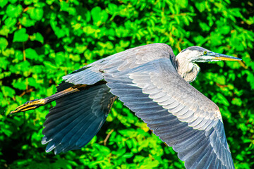 Heron